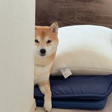 記事画像