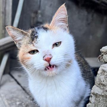 記事画像